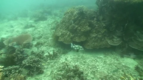 Spotted Sweetlips Fish Stock Footage 10763165