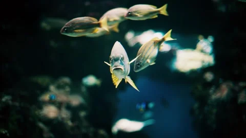 Spotted sweetlips fish swimming in deep blue coral reef aquarium tank envir.. 库存影片 339343833