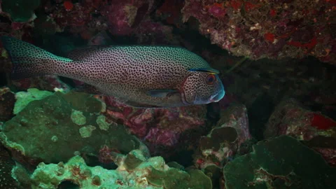 Spotted Sweetlips getting cleaned by cleaner wrasse Stock Footage 250761056