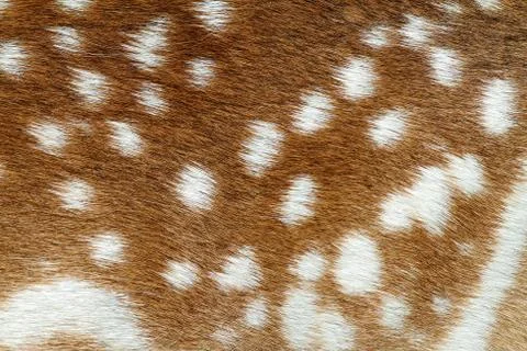 Spotted texture of fallow deer fur ( Dama ) Stock Photos
