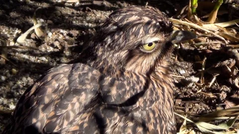 Spotted thick-knee (Burhinus capensis) Stock Footage 259165207