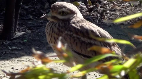 Spotted thick-knee (Burhinus capensis) Видео 259165225
