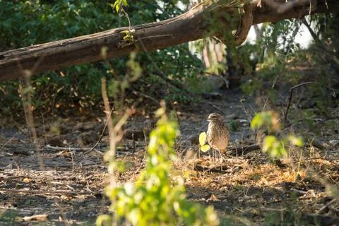 Spotted-thick knee daylight Stock Photos