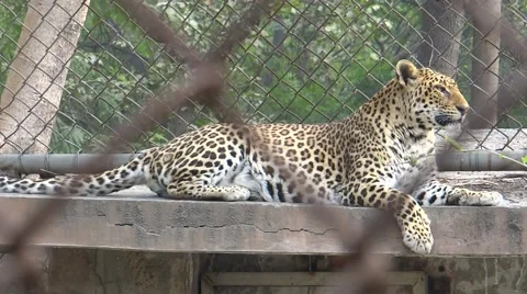 A Spotted Tigar in a Zoo1 Stock Footage 47129206