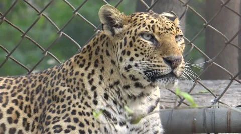 A Spotted Tigar in a Zoo2 Stock Footage 47129274