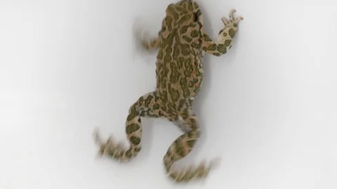 Spotted toad crawling on white background Stock Footage 125914081