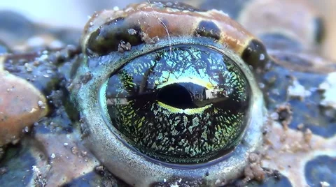 Spotted toad frog blinking eye. Stock Footage