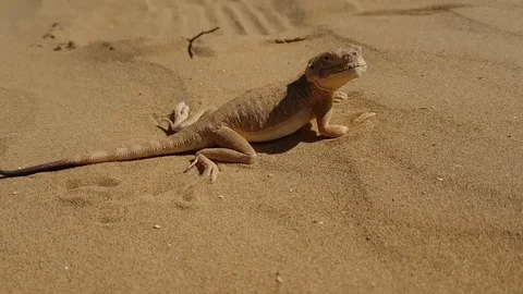 Spotted toad-headed Agama on sand Stock Footage 92436069