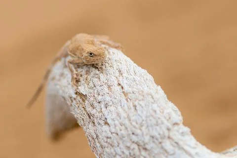Spotted toad-headed Agama on a skull or bone Stock Photos