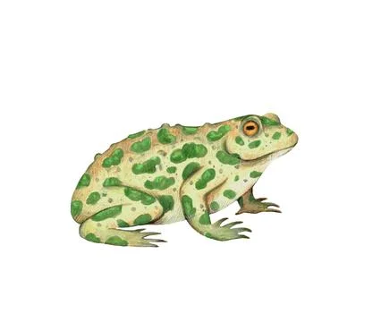 Spotted toad illustration isolated on white background. Realistic hand drawn Stock Illustration