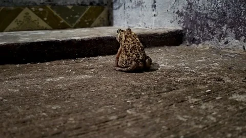 Spotted Toad Positioned On Concrete Surface Base Stock Footage 339513620