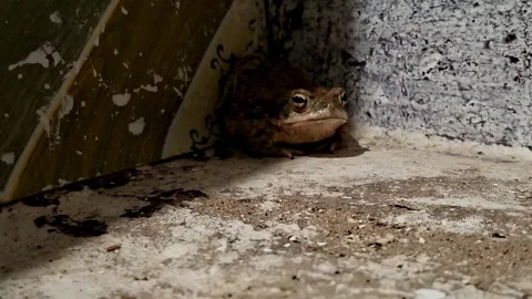 Spotted Toad Resting Near Textured Corner Base Stock Footage 339638742