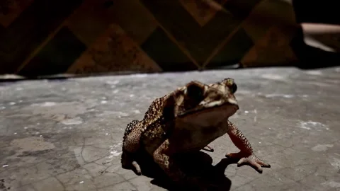 Spotted Toad Resting On Textured Concrete Floor Vídeo Stock 339513873