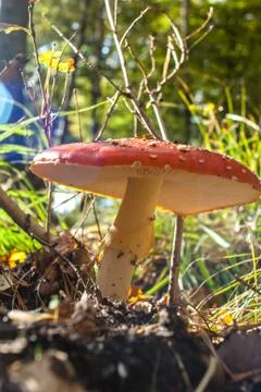 Spotted toadstools in the woods Stock Photos