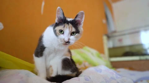 Spotted tortoiseshell multi colored cat is washed on bed. Stock Footage 151640940