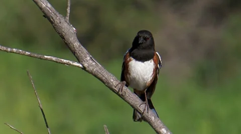 Spotted Towhee 1 Stock Footage 8549425