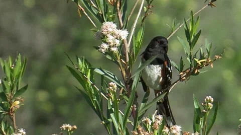 Spotted Towhee 2 Stock Footage 8549418