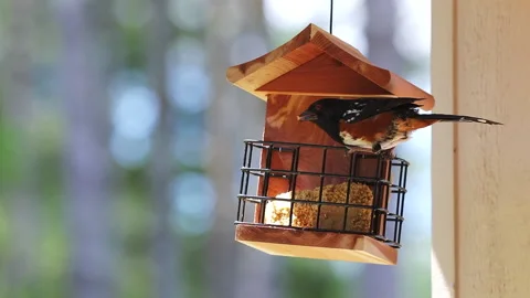 Spotted Towhee Bird Eats From Bird Feeder Stock Footage 133740159
