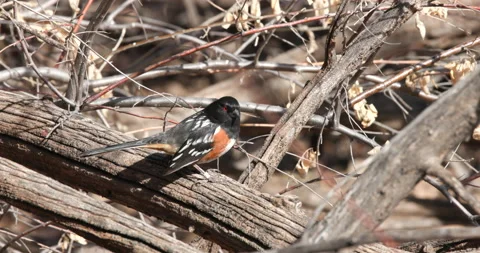Spotted Towhee on a Branch Stock Footage 239891466