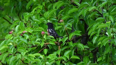Spotted Towhee 스톡 동영상 169271942