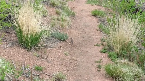 Spotted Towhee hopping down a trail 스톡 동영상 90867897