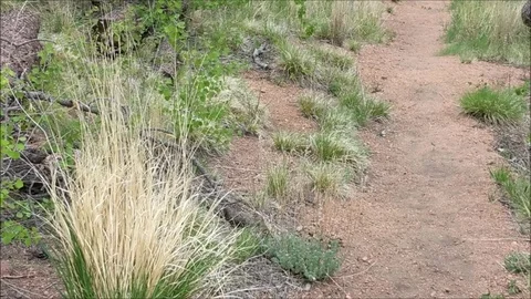 Spotted Towhee hopping down a trail Part 2 스톡 동영상 90867946