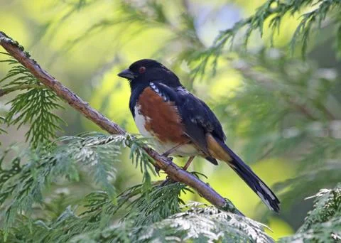 Spotted Towhee Stock Photos