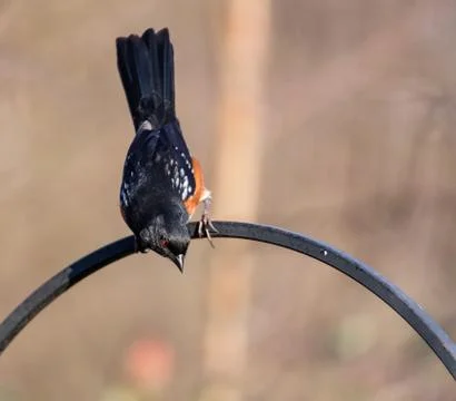 Spotted towhee Stock Photos