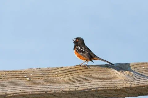 Spotted towhee Stock Photos
