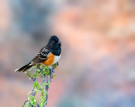 Spotted Towhee Stock Photos