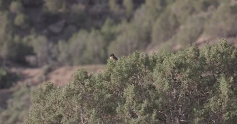 Spotted towhee singing in brush with shallow depth of field in morning light Stock Footage 336637468