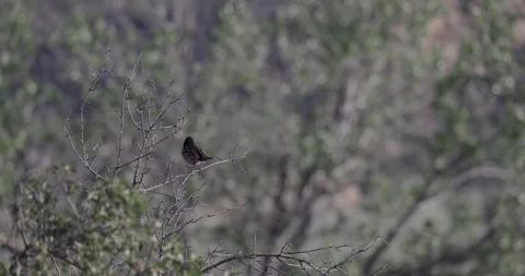 Spotted towhee singing on perch with soft blurred brush background Stock Footage 334873276