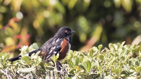 Spotted Towhee sings Stock Footage 271302903