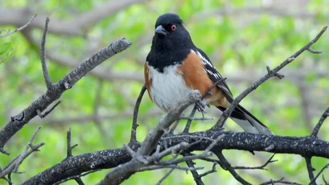 Spotted towhee on tree branch, chipping, 4k, Stock Footage 276865539