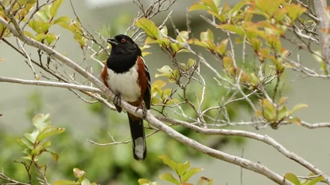 Spotted Towhee on a tree Stock Footage 272283379