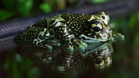 Spotted Tree Frog Resting on Reflective Surface with Mirror Image Video stock 318745854