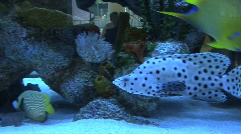 Spotted Tropical Fish Stock Footage 264304