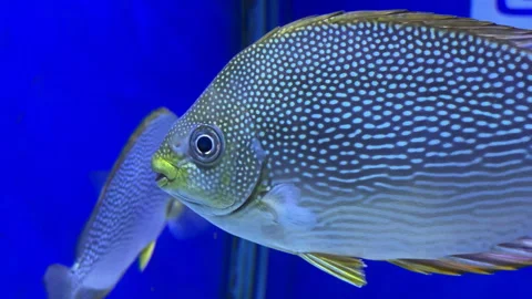 Spotted Tropical Fish Swimming Close Up In Blue Aquarium Water Vídeo Stock 345658207