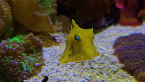 A  spotted trunk or cow fish Stock Footage 296555246