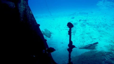 A spotted trunkfish on the C-58 shipwreck near Cancun. Stock Footage 96466545