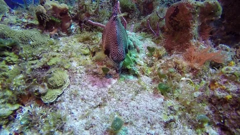 Spotted trunkfish on coral reef Stock Footage 79274533