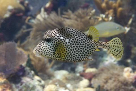 Spotted Trunkfish 库存照片