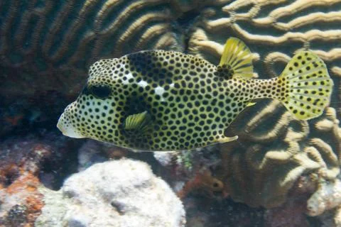 Spotted Trunkfish Stock Photos