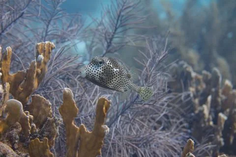 Spotted Trunkfish 스톡 사진