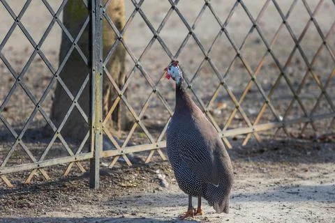A spotted turkey stands on a sandy path and has a metal fence in front of him Foto stock