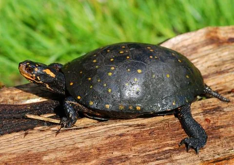 Spotted turtle basking Stock Photos
