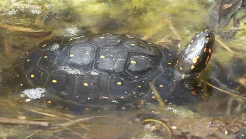 Spotted turtle (Clemmys guttata), sunning himself Stock Footage