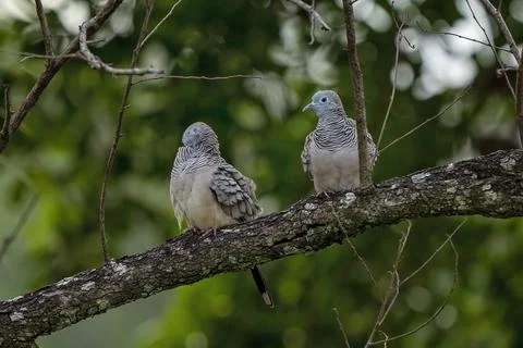 Spotted Turtle Doves Stock Photos