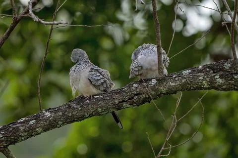 Spotted Turtle Doves Stock Photos