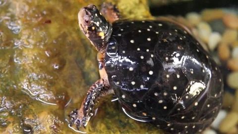 Spotted turtle sitting still Stock Footage 81213983